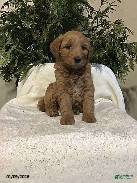 Mini Goldendoodle dogs Jacob - Ad 40