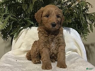 Mini Goldendoodle dogs Jacob - Ad 40