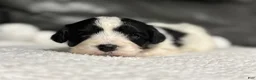 Cavapoo dogs for sale: Livia - Ad 1