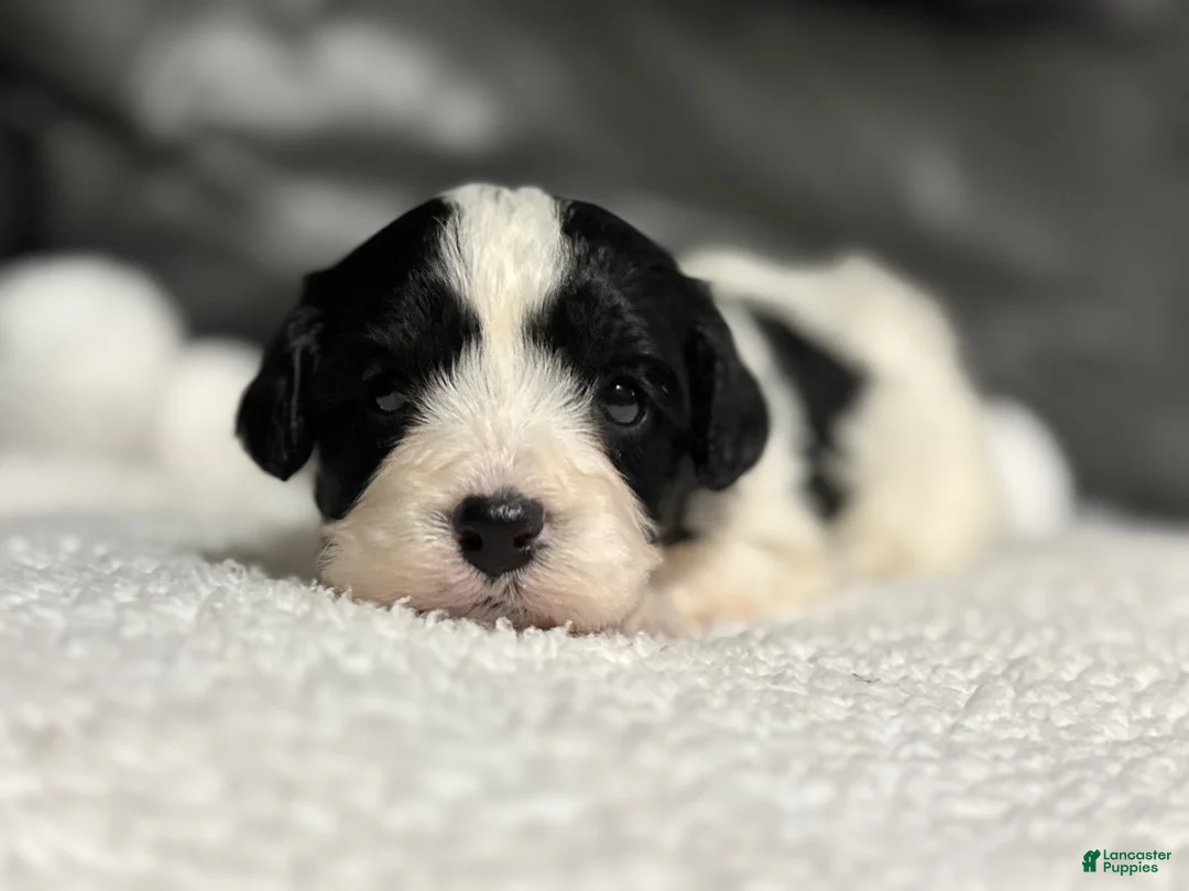 Cavapoo dogs for sale: Livia - Ad 1