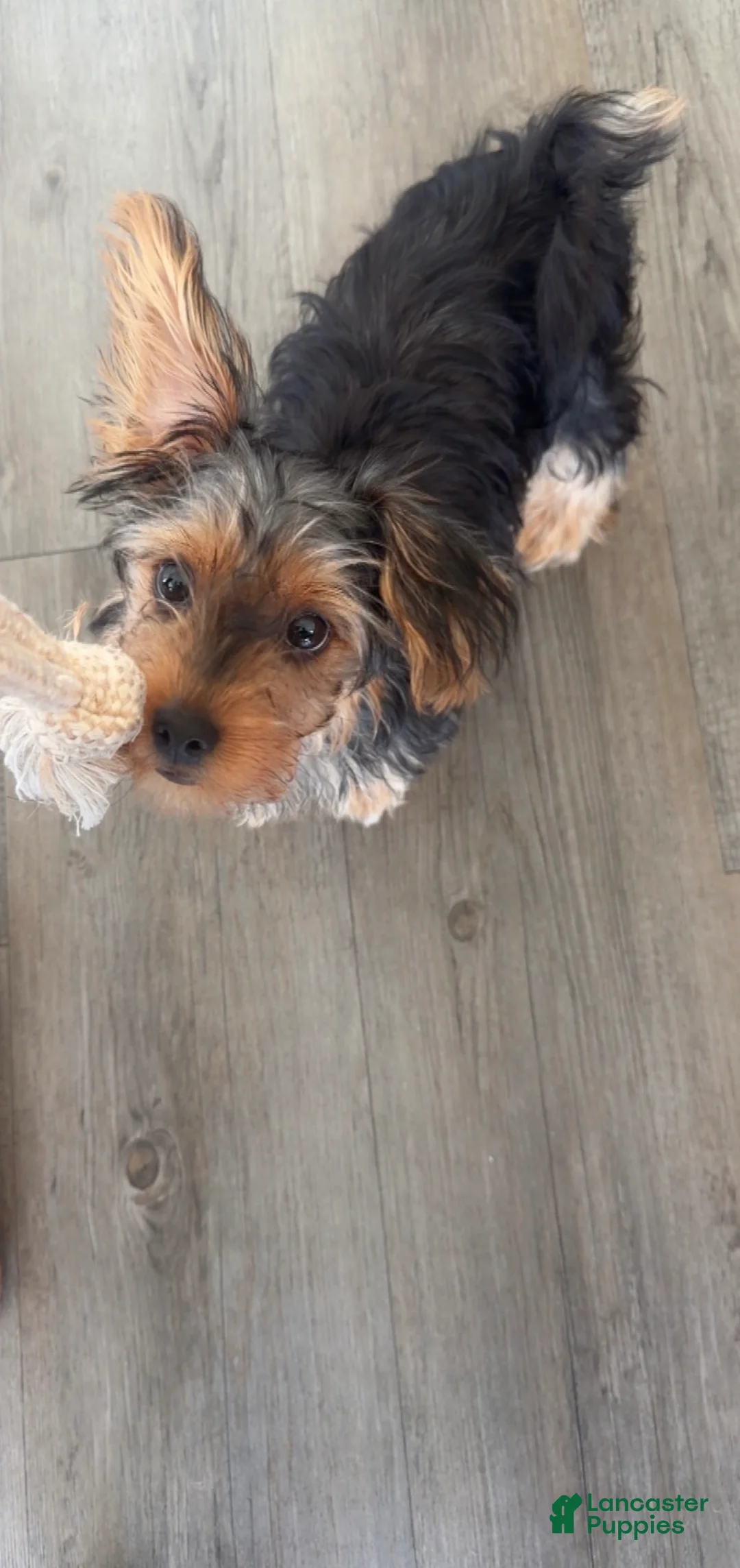 Yorkiepoo dogs for sale: Bentley - Ad 3