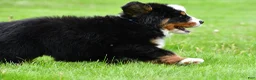 Bernese Mountain Dog dogs for sale: Rexton - Ad 8