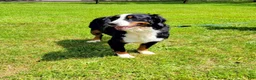 Bernese Mountain Dog dogs for sale: Lulu - Ad 8