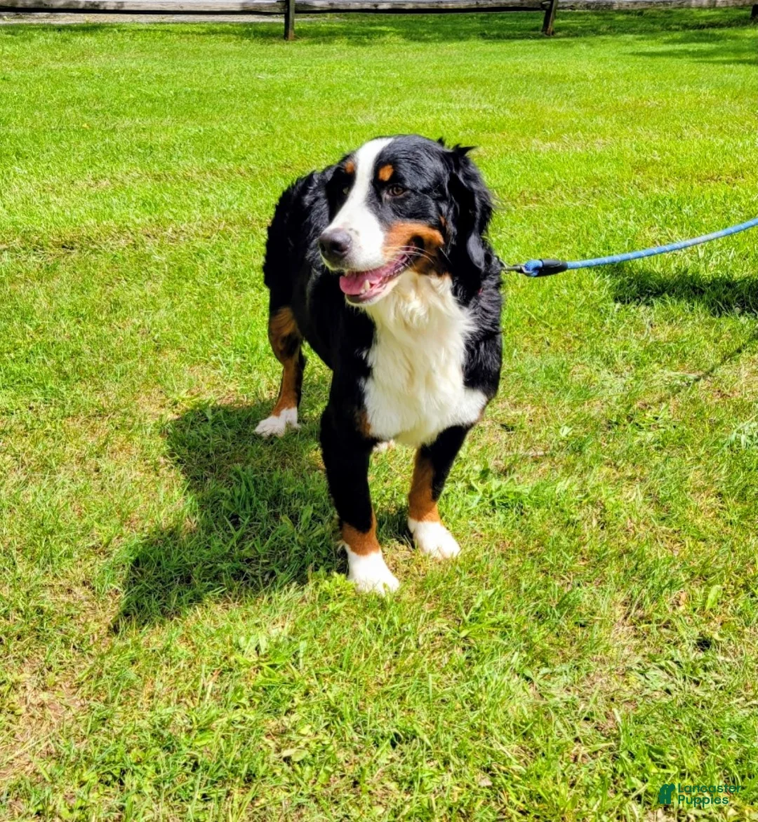 Bernese Mountain Dog dogs for sale: Lulu - Ad 8