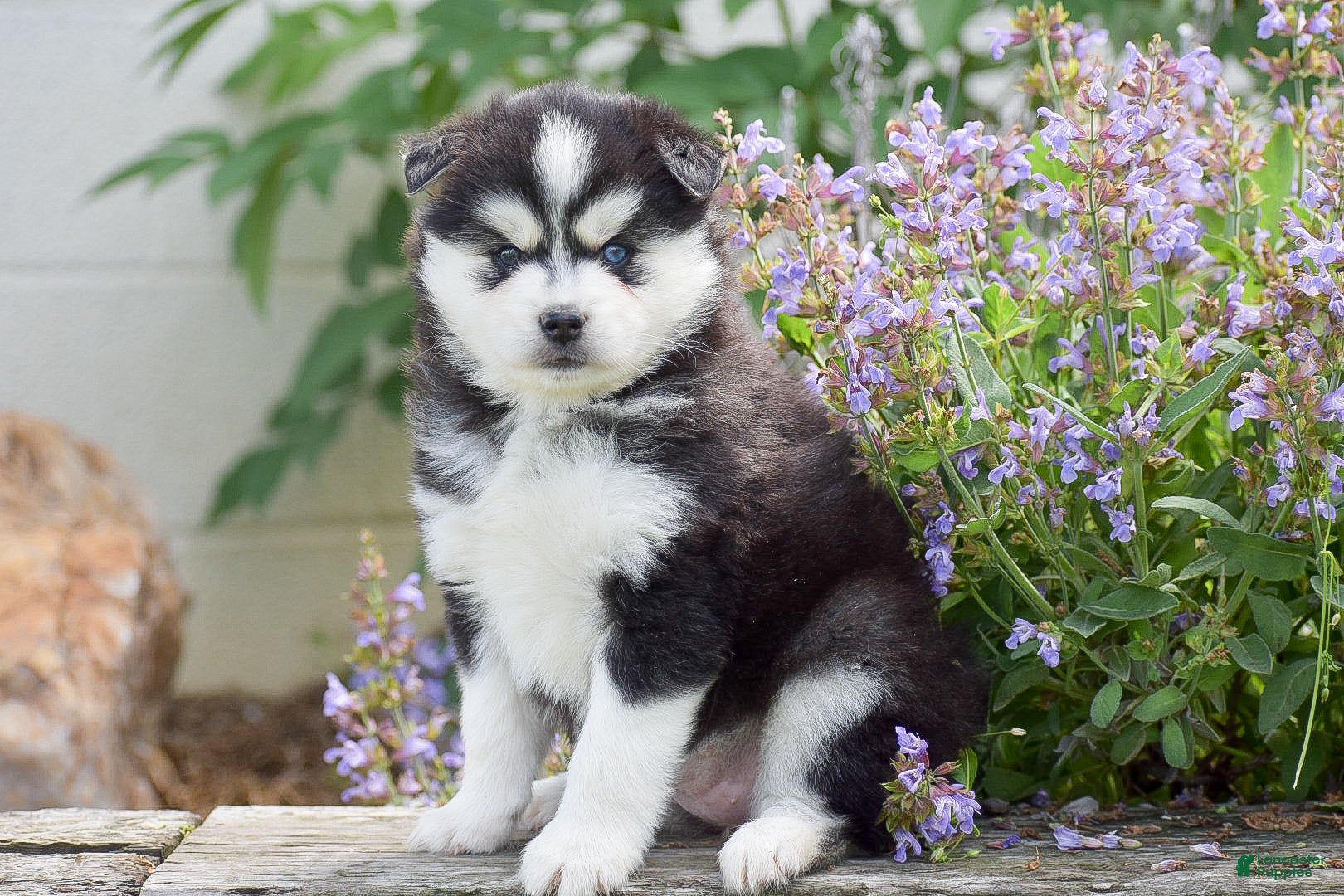 Pomsky dogs Alaska - Ad 1