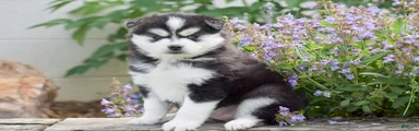Alaska
