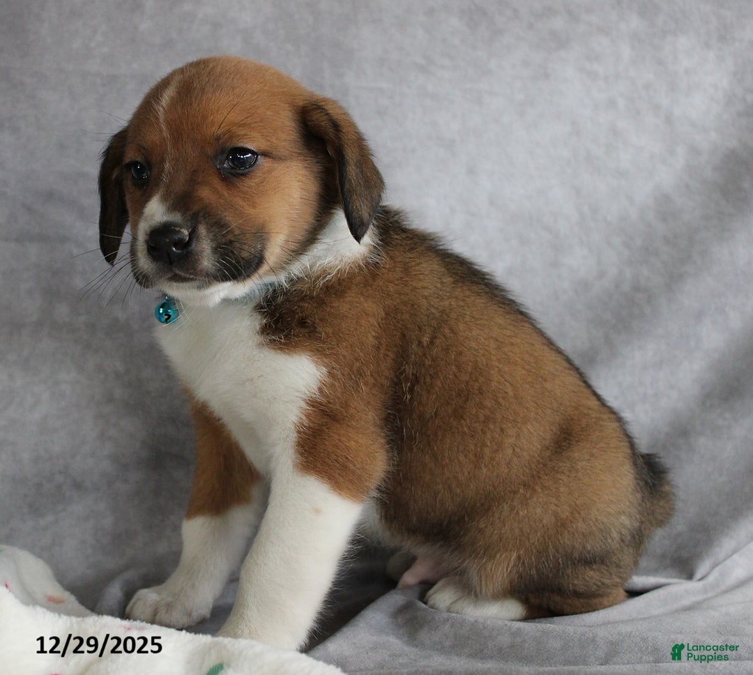 Mixed Breed dogs for sale: Aj  - Ad 5