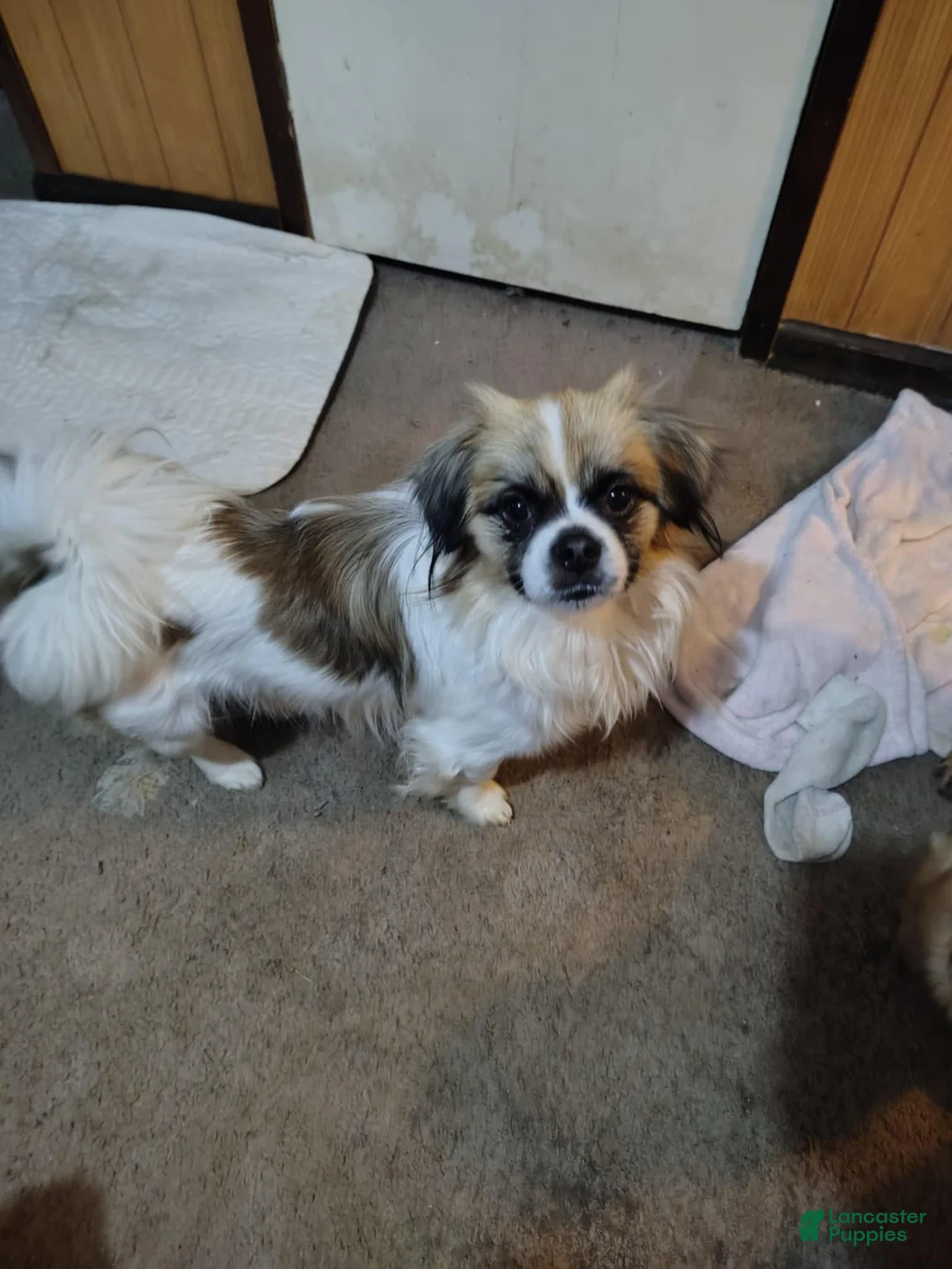 Mixed Breed dogs for sale: Mixed Breed Puppy 2 - Ad 1