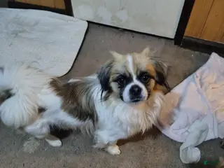 Mixed Breed dogs Mixed Breed Puppy 2 - Ad 10