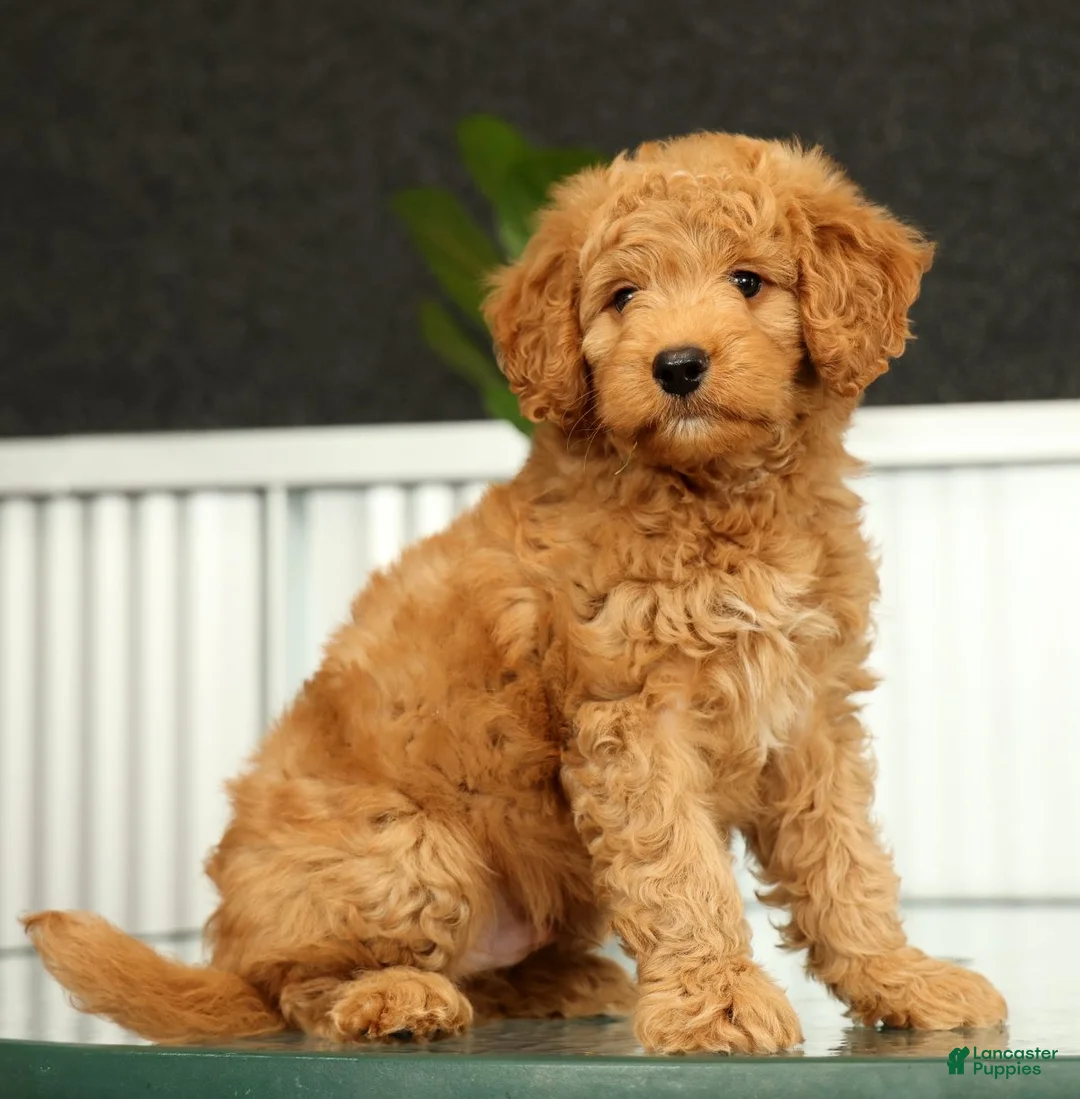 Mini Goldendoodle dogs for sale: Sunny - Ad 2