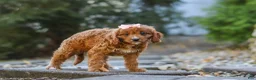 Cavapoo dogs for sale: Clover - Ad 6