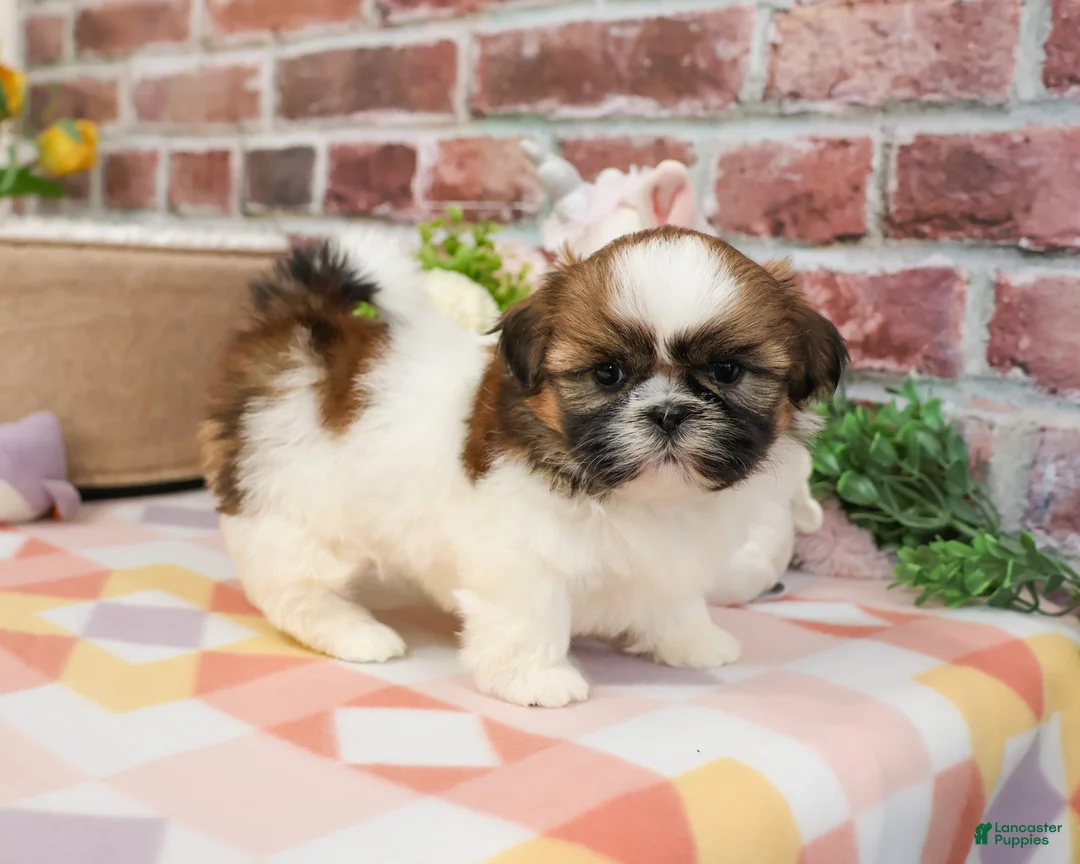 Shih Tzu dogs for sale: Fergie  - Ad 2