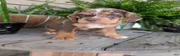 Beabull dogs for sale: Tank - Ad 11