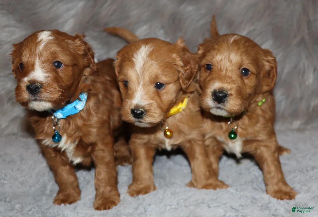 Mini Goldendoodle dogs for sale: Winslow 💙 Genetic Clear Parents - Ad 24