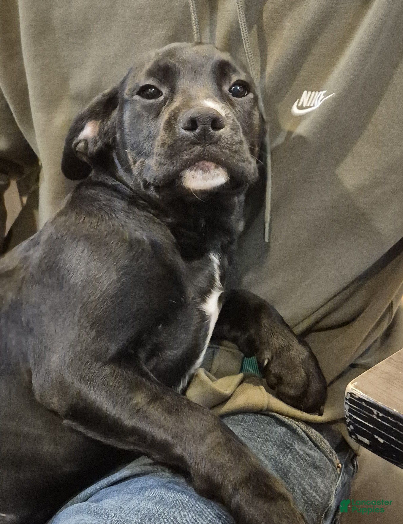 Mixed Breed dogs Mia - Ad 1