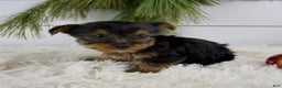 Yorkshire Terrier dogs for sale: Cole - Ad 3