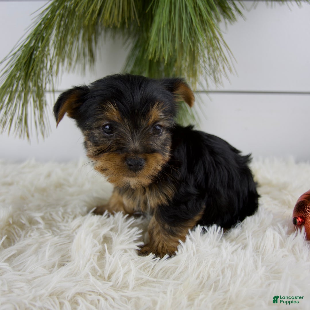 Yorkshire Terrier dogs for sale: Cole - Ad 3