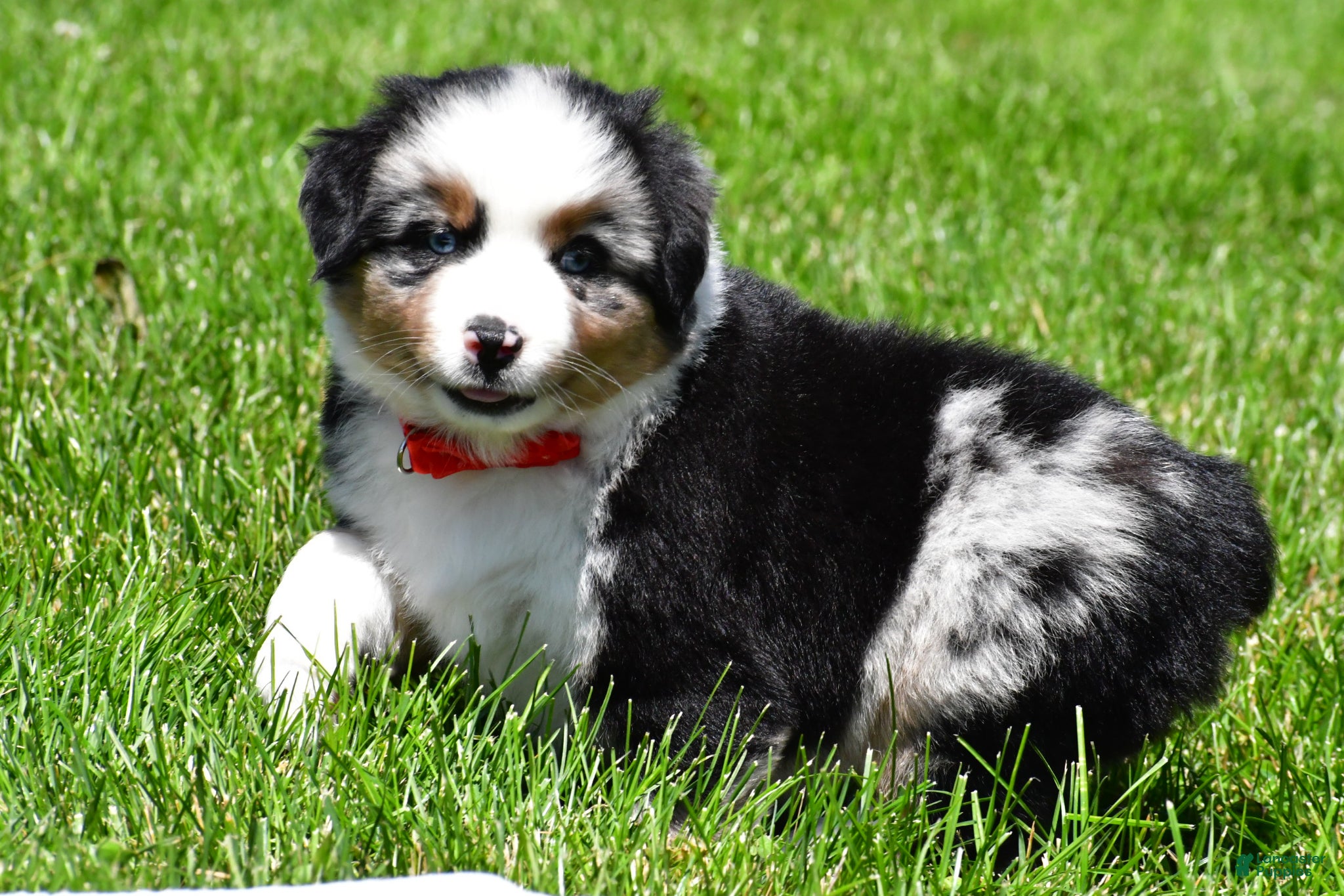 Miniature Australian Shepherd dogs for sale: Curtis - Ad 8