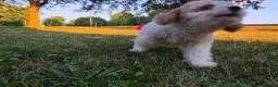 Cavapoo dogs for sale: Cardamom  - Ad 13