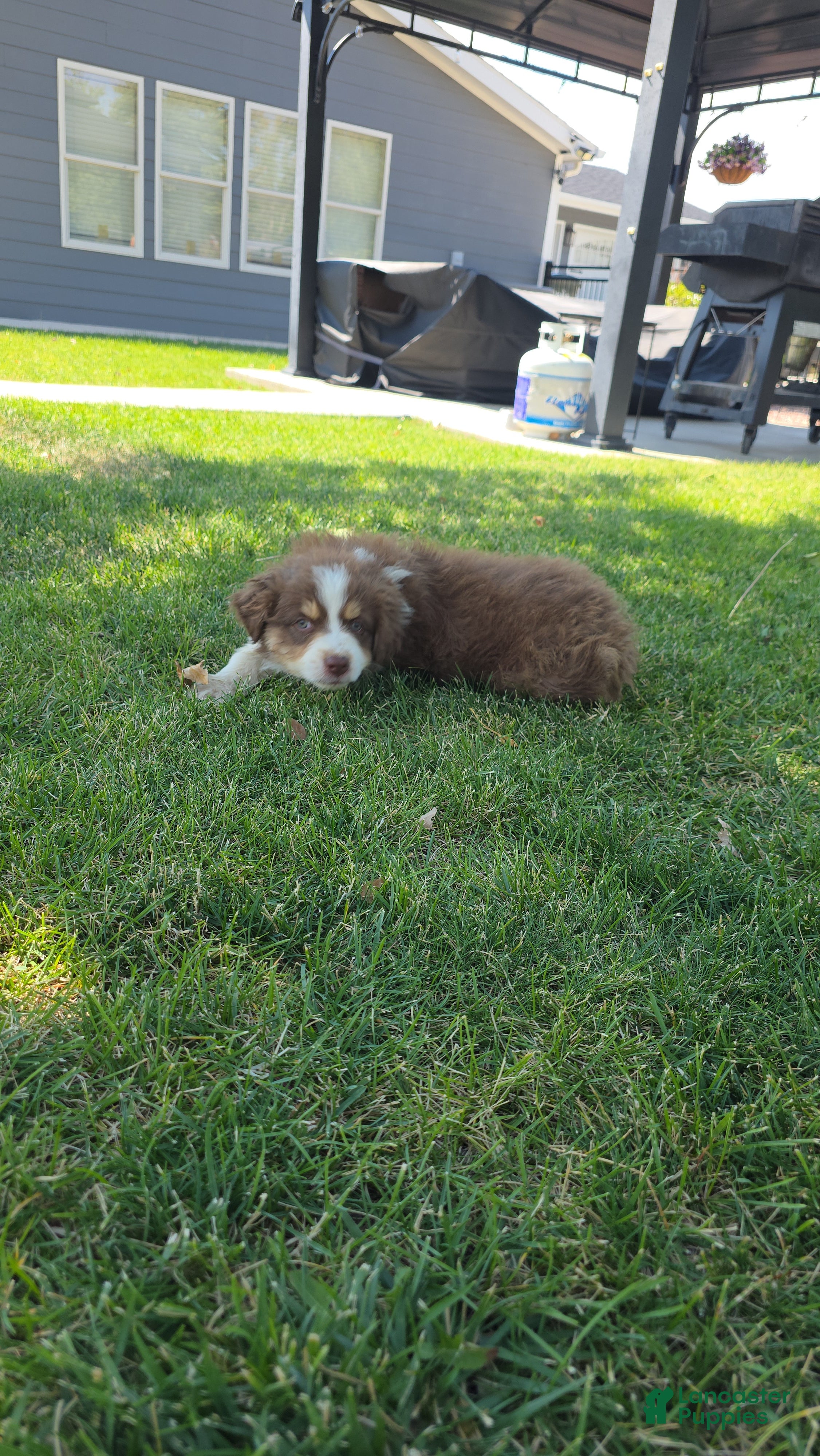 Australian Shepherd dogs Bruno Red tri - Ad 2