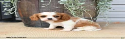 Cavalier King Charles Spaniel dogs for sale: Catherine - Ad 1