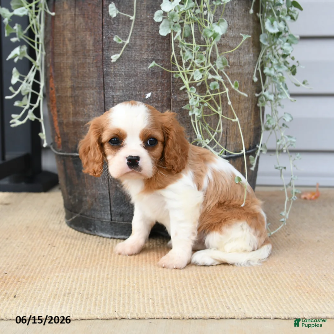 Cavalier King Charles Spaniel dogs for sale: Catherine - Ad 1