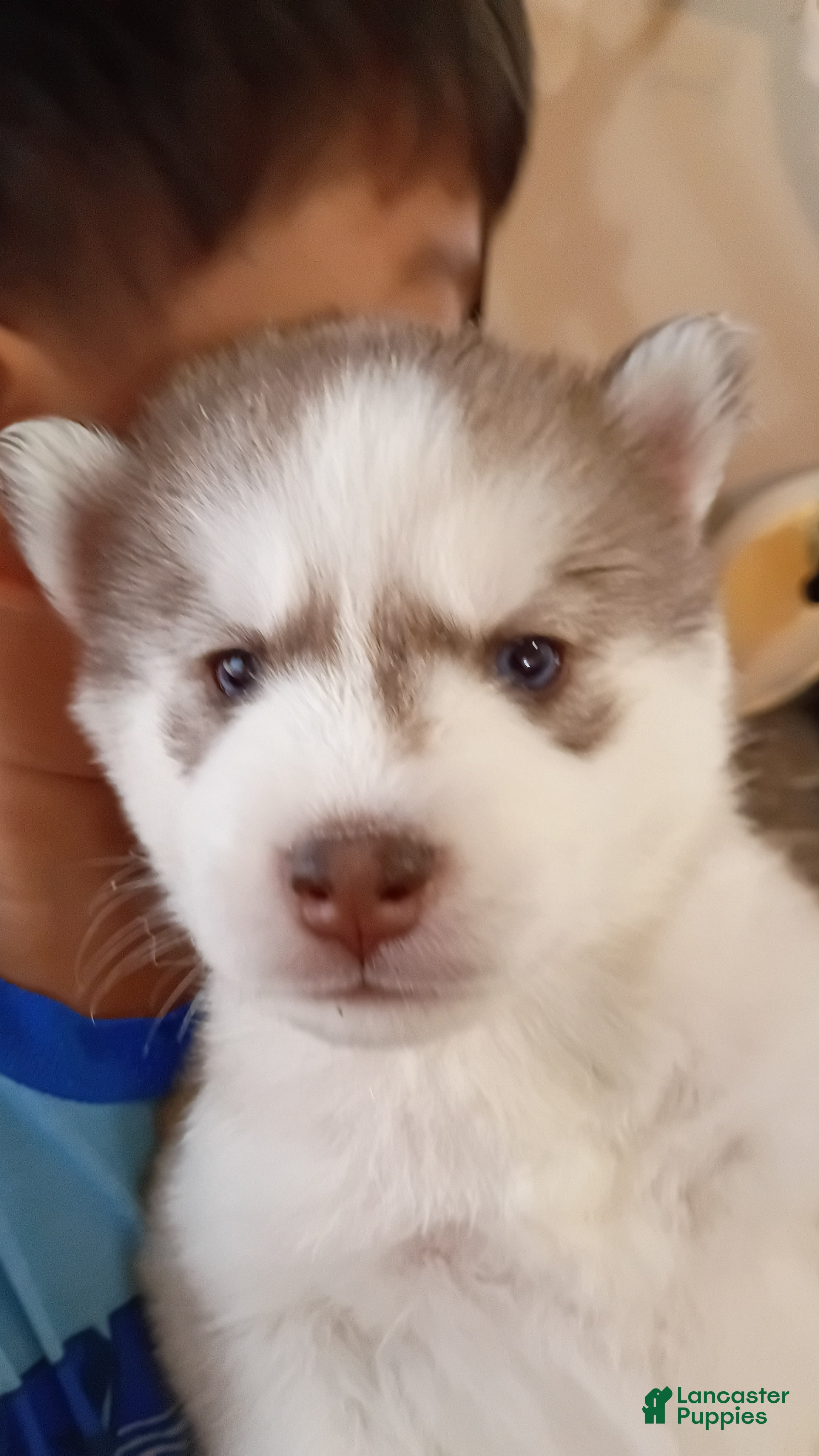 Siberian Husky dogs Male #3 - Ad 1