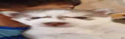 Siberian Husky dogs for sale: Male #3 - Ad 1