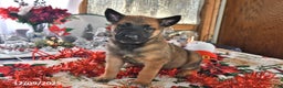 Belgian Malinois dogs for sale: Diesel - Ad 2