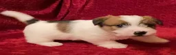 Jack Russell Terrier dogs for sale: Jack Russell Terrier Puppy 2 - Ad 11