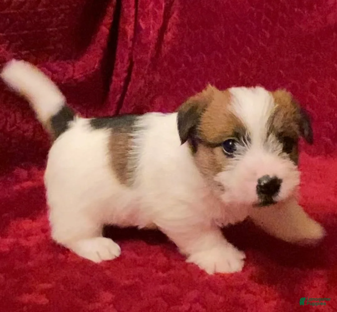 Jack Russell Terrier dogs for sale: Jack Russell Terrier Puppy 2 - Ad 11
