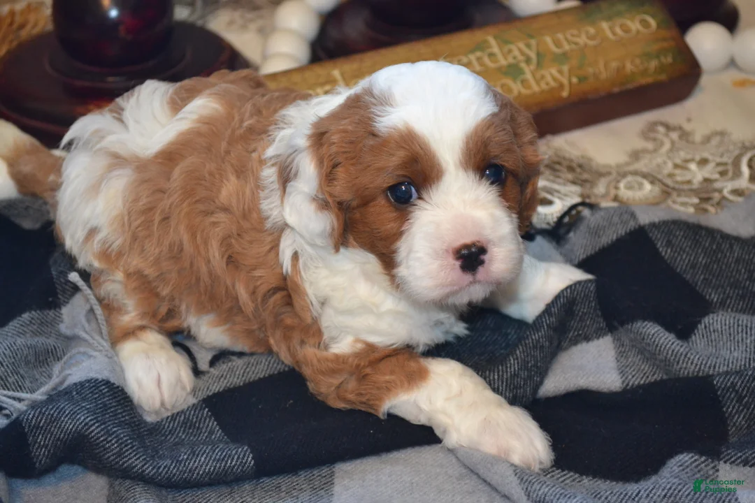 Cavapoo dogs for sale: Karlo - Ad 1