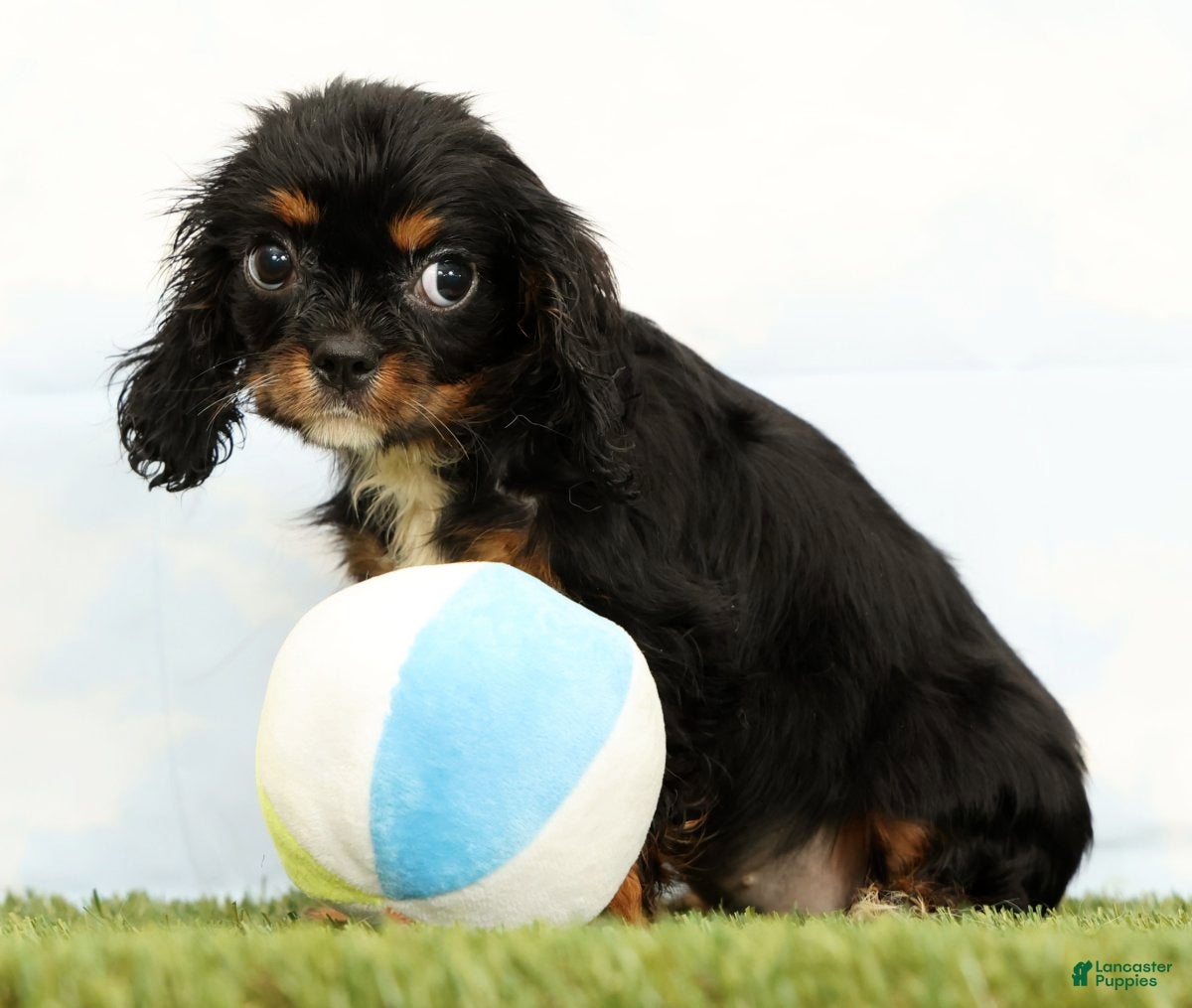 Cavalier King Charles Spaniel dogs Nina - Ad 2
