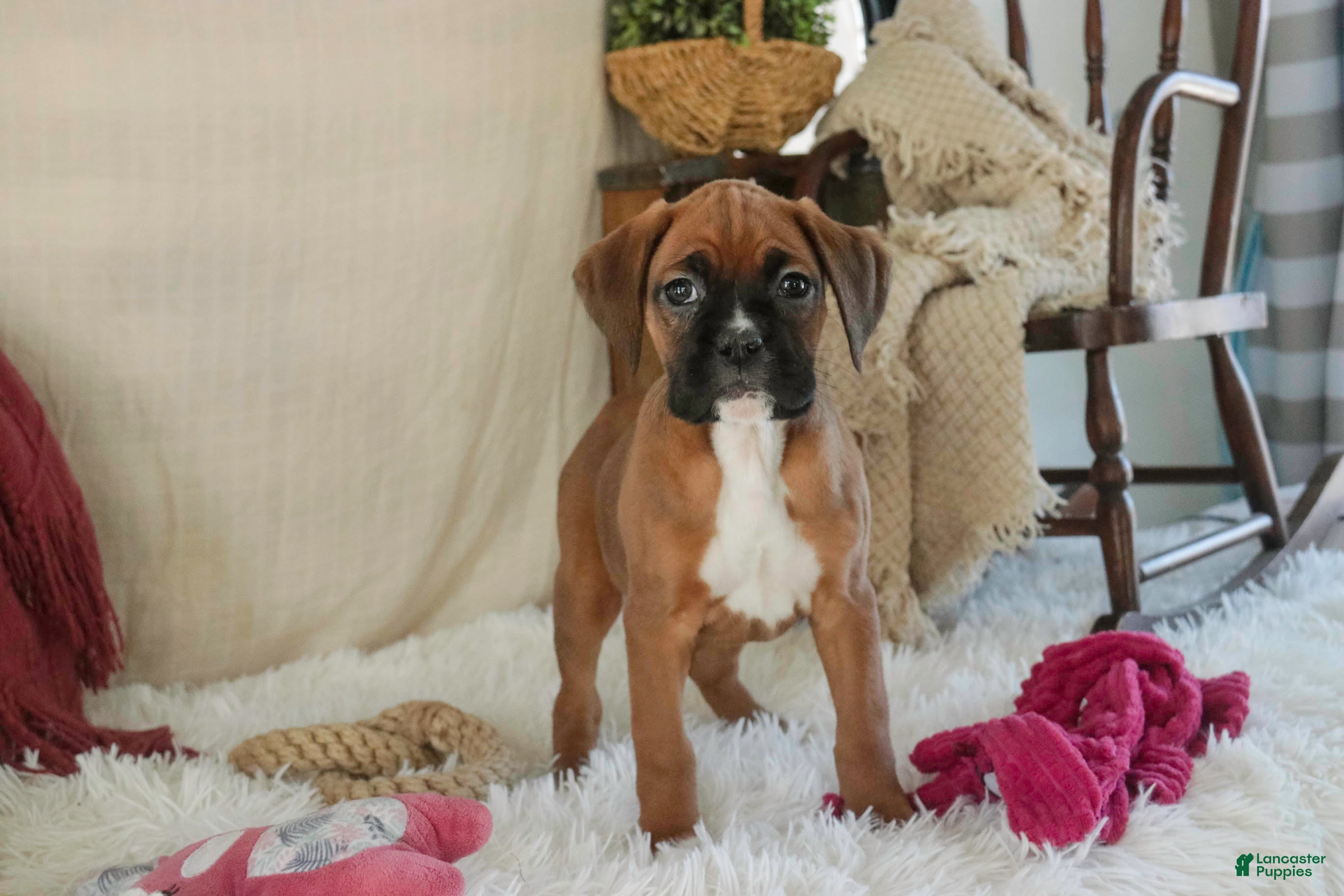 Boxer dogs Callie - Ad 2