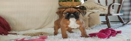 Boxer dogs for sale: Callie - Ad 2