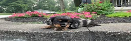 Miniature Dachshund dogs for sale: AKC-Jewel - Ad 7