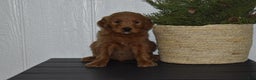 Goldendoodle dogs for sale: Bailey  - Ad 1