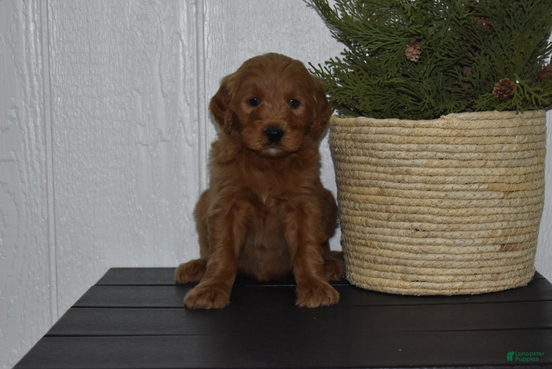 Goldendoodle dogs for sale: Bailey  - Ad 1