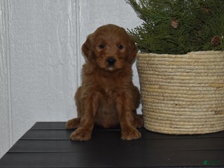 Goldendoodle dogs Bailey - Ad 21