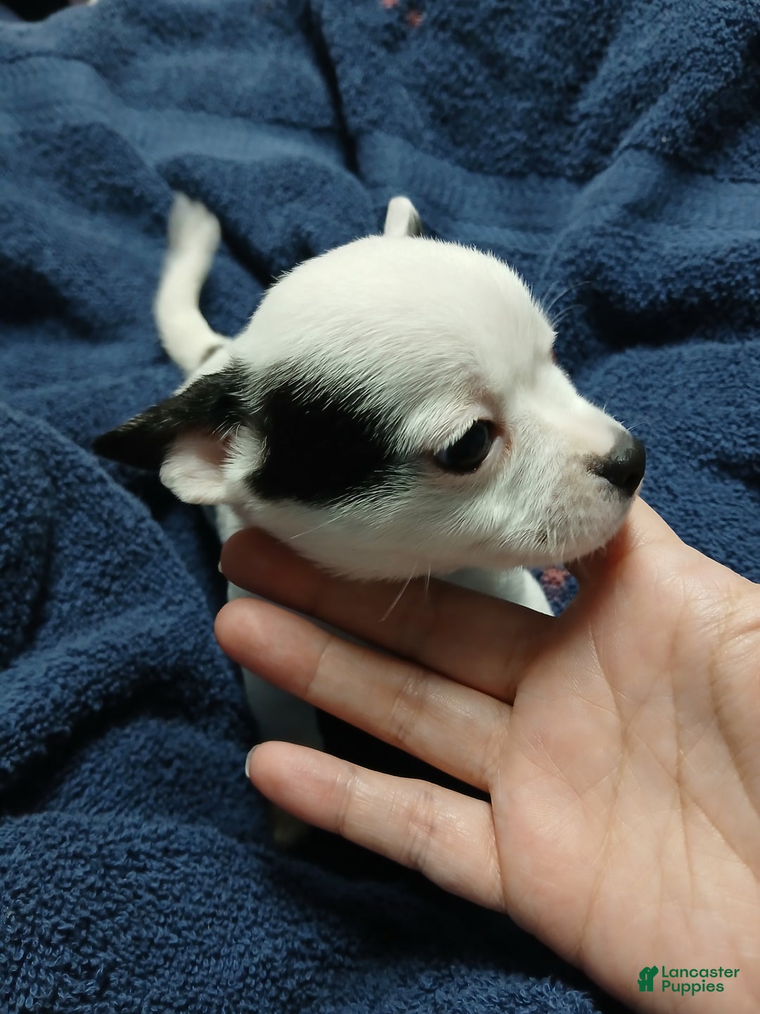 Chihuahua dogs for sale: Domino - Ad 2