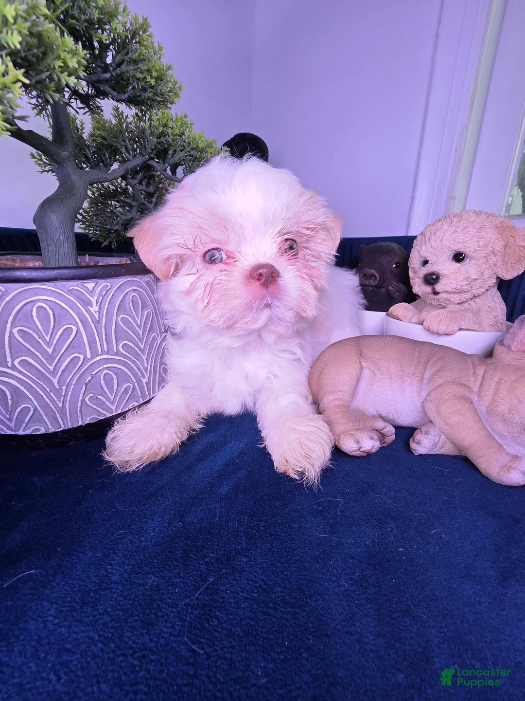 Shih Tzu dogs for sale: Shih Tzu Puppy 1 - Ad 4