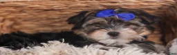 Morkie dogs for sale: Newton - Ad 14
