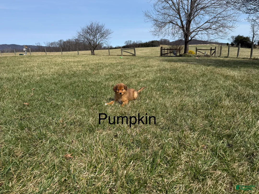 Nova Scotia Duck Tolling Retriever dogs for sale: Nova Scotia Duck Tolling Retriever Puppy 7 - Ad 1