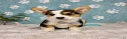 Welsh Corgi Pembroke dogs for sale: Beckham - Ad 3