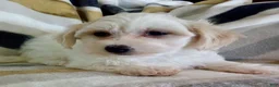 Yochon dogs for sale: Millie - Ad 5
