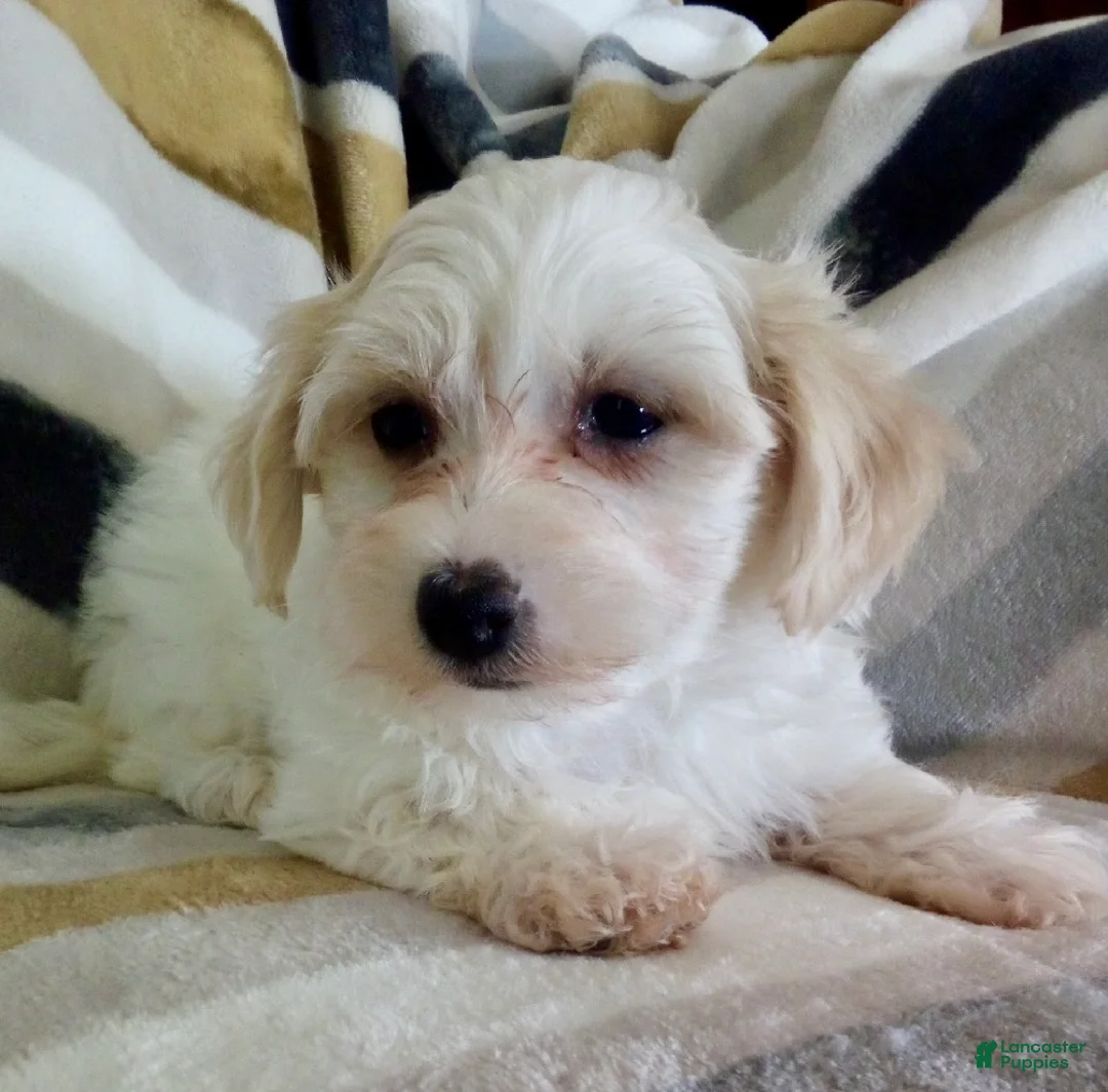 Yochon dogs for sale: Millie - Ad 5