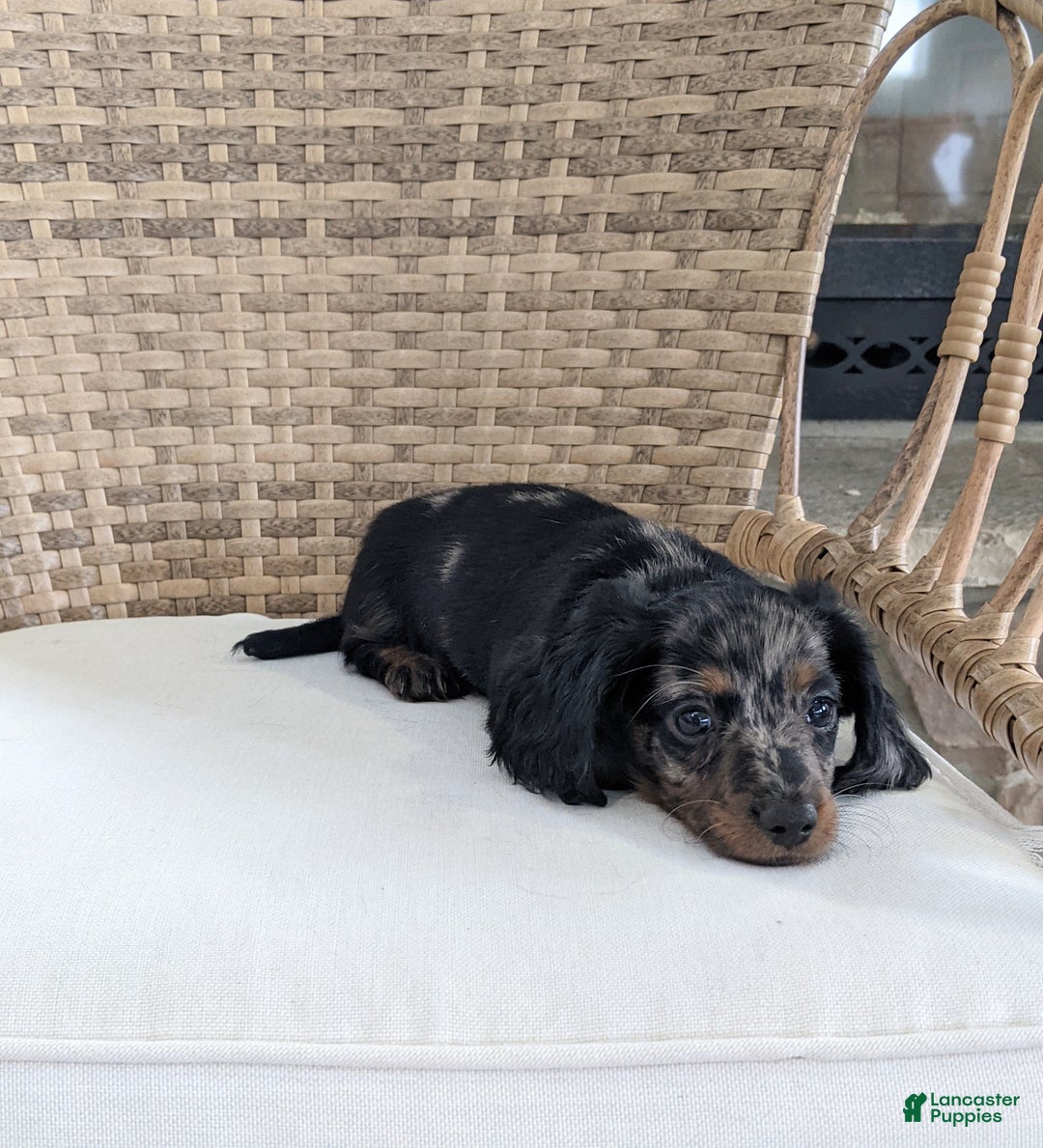 Miniature Dachshund dogs for sale: Jasmine  - Ad 7