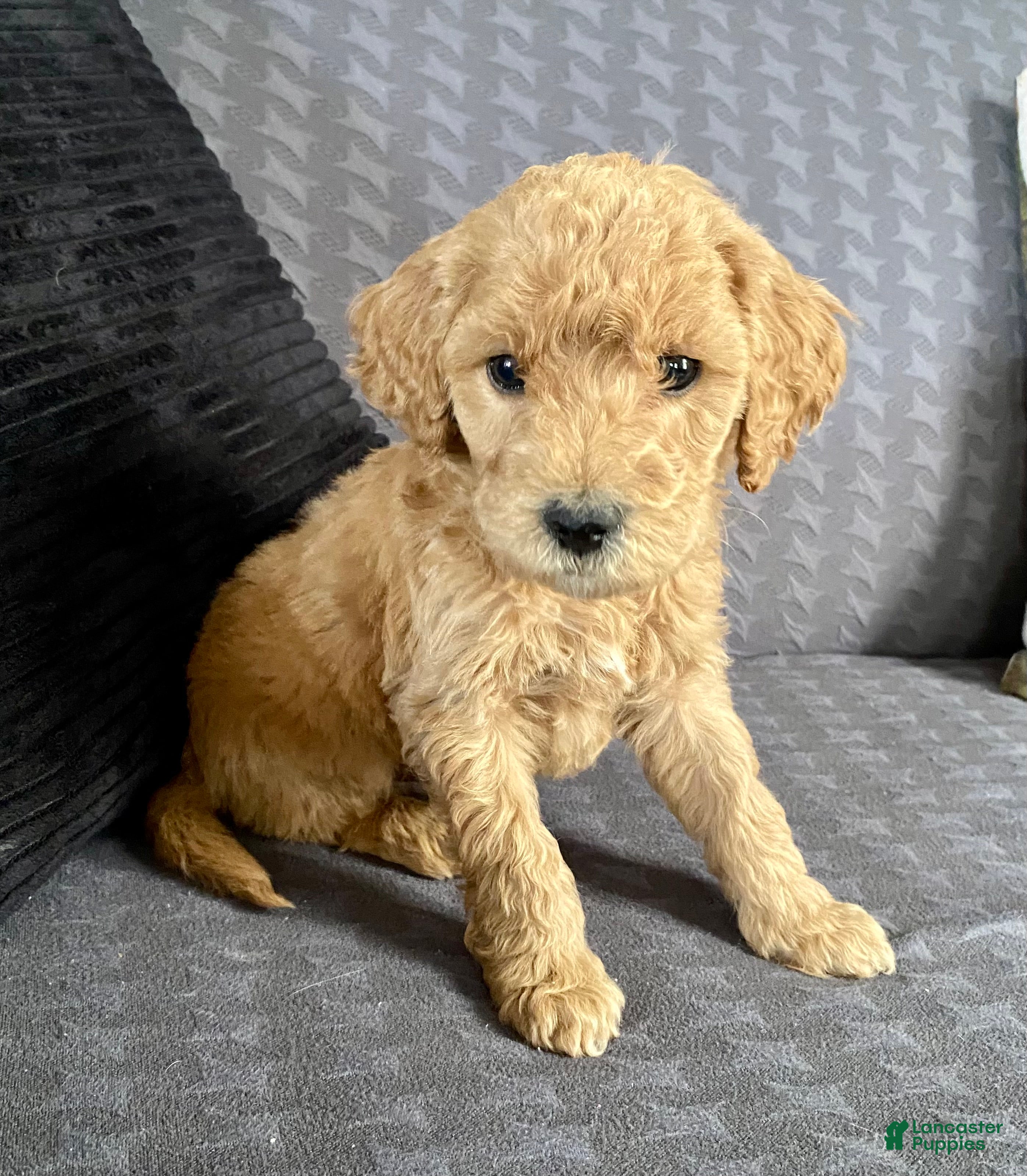 Standard Poodle dogs Andy - Ad 38