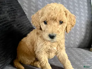 Standard Poodle dogs Andy - Ad 38