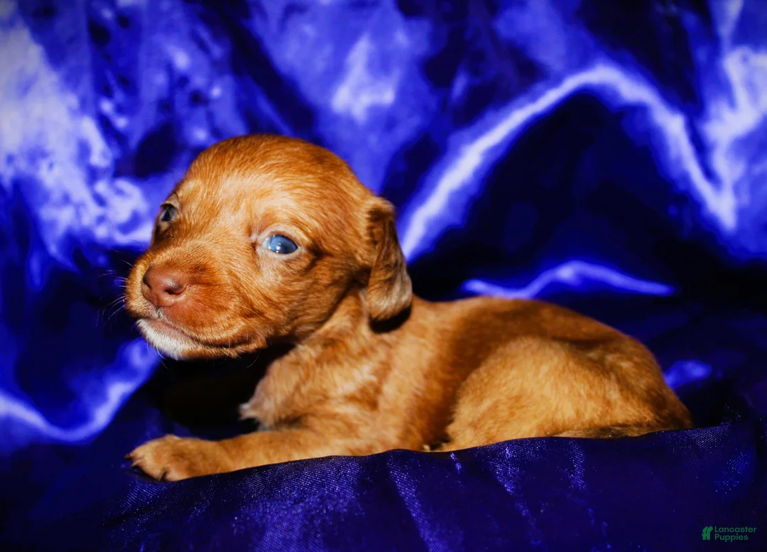 Dachshund dogs for sale: Athena - Ad 2